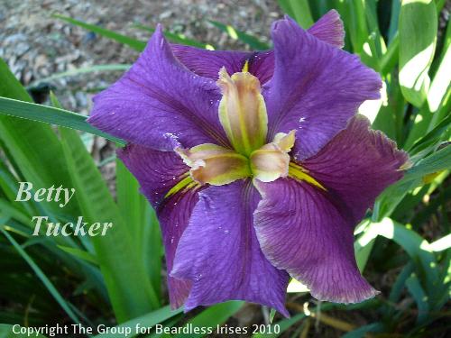 Betty Tucker 